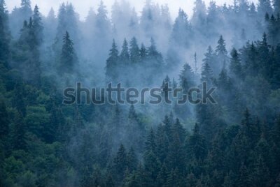 Fototapeta 3d do salonu las, drzewa, mgła