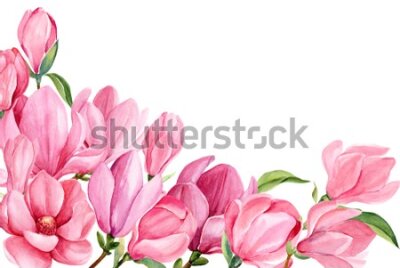 Fototapeta Akwarelowe kwiaty magnolii na białym tle