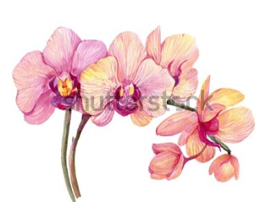 Fototapeta Akwarelowe modne orchidee