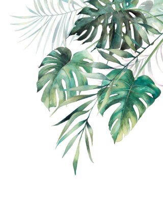 Fototapeta Akwarelowe palmowe liście na białym tle