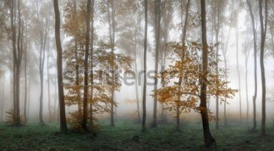 Fototapeta Bałkański las we mgle