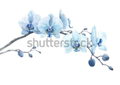 Fototapeta Błękitne orchidee