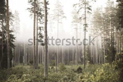 Fototapeta Brzozowo-świerkowy las we mgle