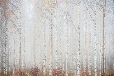 Fototapeta Brzozowy las we mgle