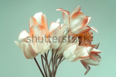 Fototapeta Bukiet delikatnych tulipanów