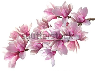 Fototapeta Bukiet Kwiatów Magnolii