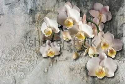 Fototapeta Bukiet orchidei na tle