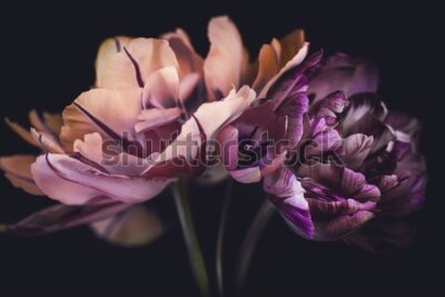 Fototapeta Bukiet tulipanów na ciemnym tle