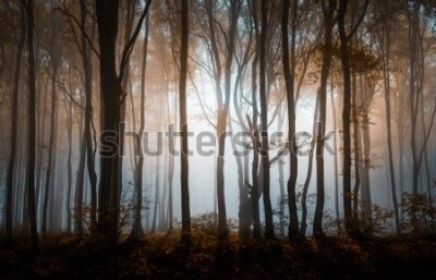 Fototapeta Bułgarski las we mgle