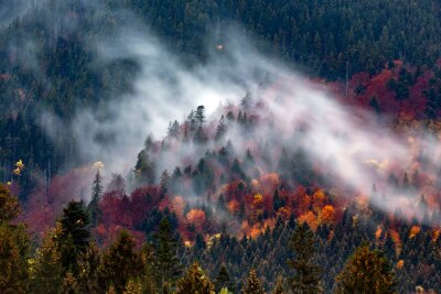 Fototapeta Chłodny dzień w jesiennym lesie