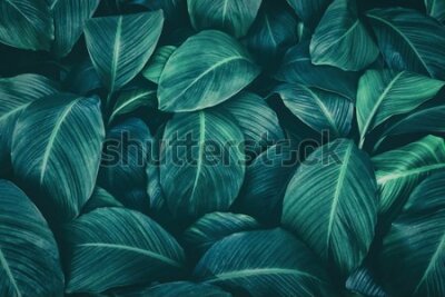 Fototapeta Ciemne liście tropikalne