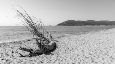 Fototapeta Czarno-biała kłoda na plaży