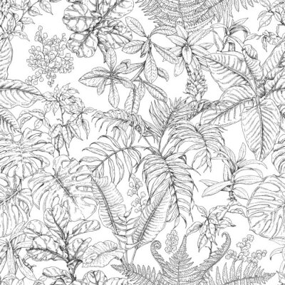 Fototapeta Czarno-białe tropikalne liście i paproć