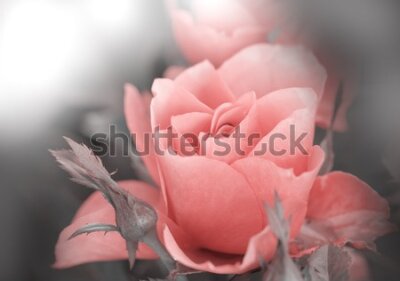 Fototapeta Delikatna róża na czarno-białym tle