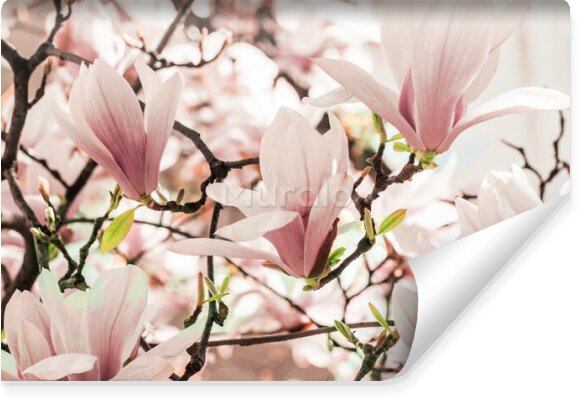 Fototapeta Delikatne kwiaty magnolii