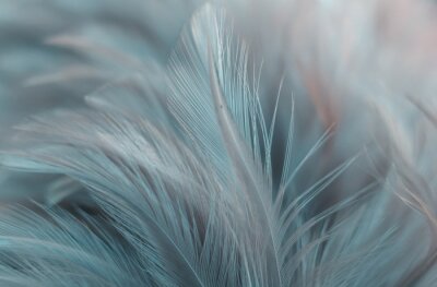 Fototapeta Delikatne niebieskie pióra