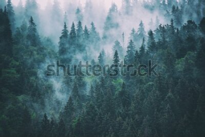 Fototapeta Do sypialni las we mgle, drzewa