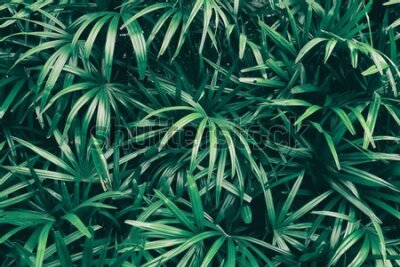 Fototapeta Drobne liście tropikalne
