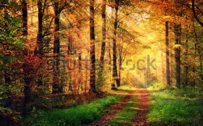 Fototapeta Droga w jesiennym lesie