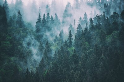 Fototapeta Drzewa we mgle pejzaż