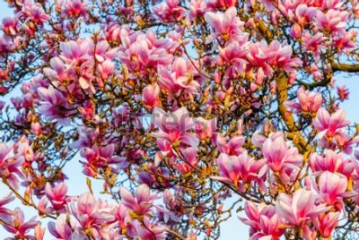 Fototapeta Drzewo magnolii na tle nieba