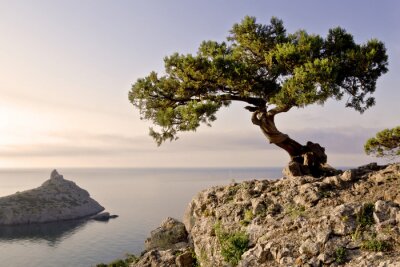 Fototapeta Drzewo na klifie