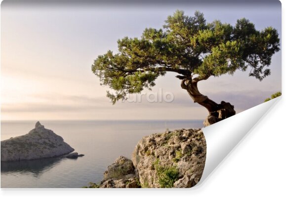 Fototapeta Drzewo na klifie