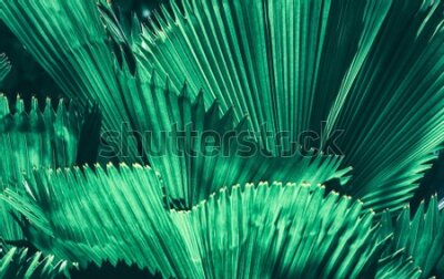 Fototapeta Duże liście palmowe