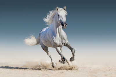 Fototapeta Dziecięca koń pustynia