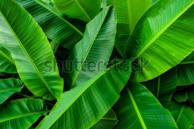 Fototapeta Egzotyczne liście bananowca
