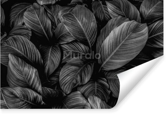 Fototapeta Egzotyczne liście w odcieniach czerni