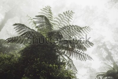 Fototapeta Egzotyczny las we mgle