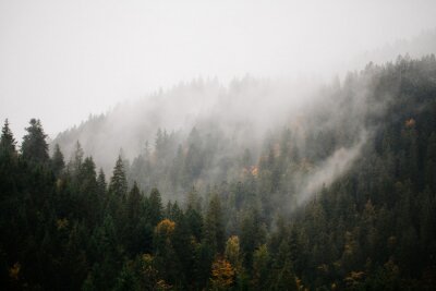 Fototapeta Górski las we mgle o świcie