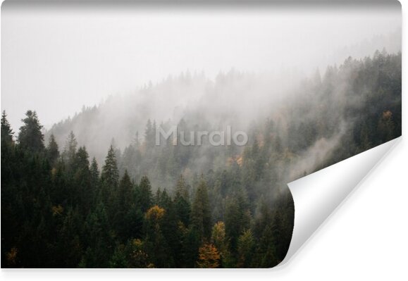 Fototapeta Górski las we mgle o świcie