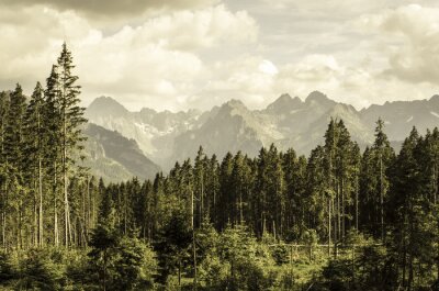 Fototapeta Górski leśny krajobraz