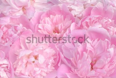 Fototapeta Jasne różowe peonie