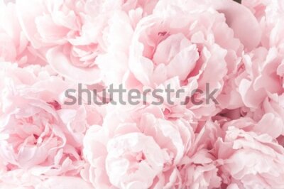 Fototapeta Jasne różowe piwonie