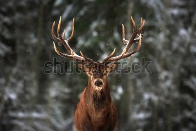 Fototapeta Jeleń w zimowym lesie