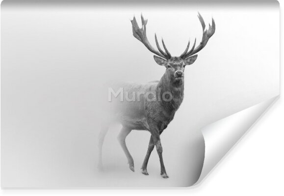 Fototapeta Jeleń we mgle zwierzę 3d