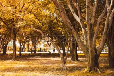 Fototapeta Jesienne drzewa w miejskim parku