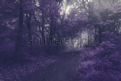 Fototapeta Klimatyczny fioletowy las