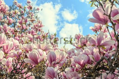 Fototapeta Kolorowa Kwitnąca Magnolia
