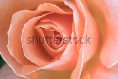 Fototapeta Kolorowa Róża z Bliska