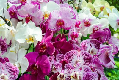 Fototapeta Kolorowe orchidee 3D z bliska