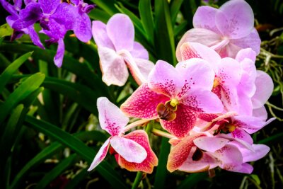 Fototapeta Kolorowe orchidee z bliska 3D