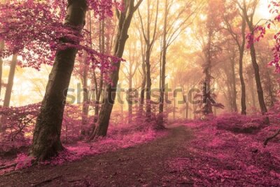 Fototapeta Kolorowy las o wschodzie słońca