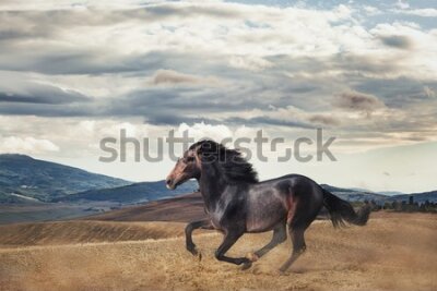 Fototapeta Koń w Galopie