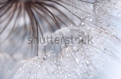 Fototapeta Krople deszczu na dmuchawcu z bliska