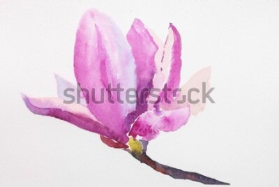 Fototapeta Kwiat magnolii malowany akwarelą