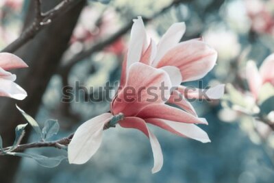 Fototapeta Kwiat magnolii z bliska